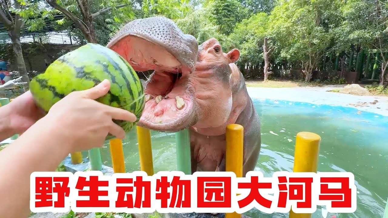 带着老婆孩子体验动物园饲养员，好满足啊