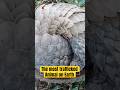 70 Million Insects Per Year No Teeth No Sound Nobody Watching Wildlife 