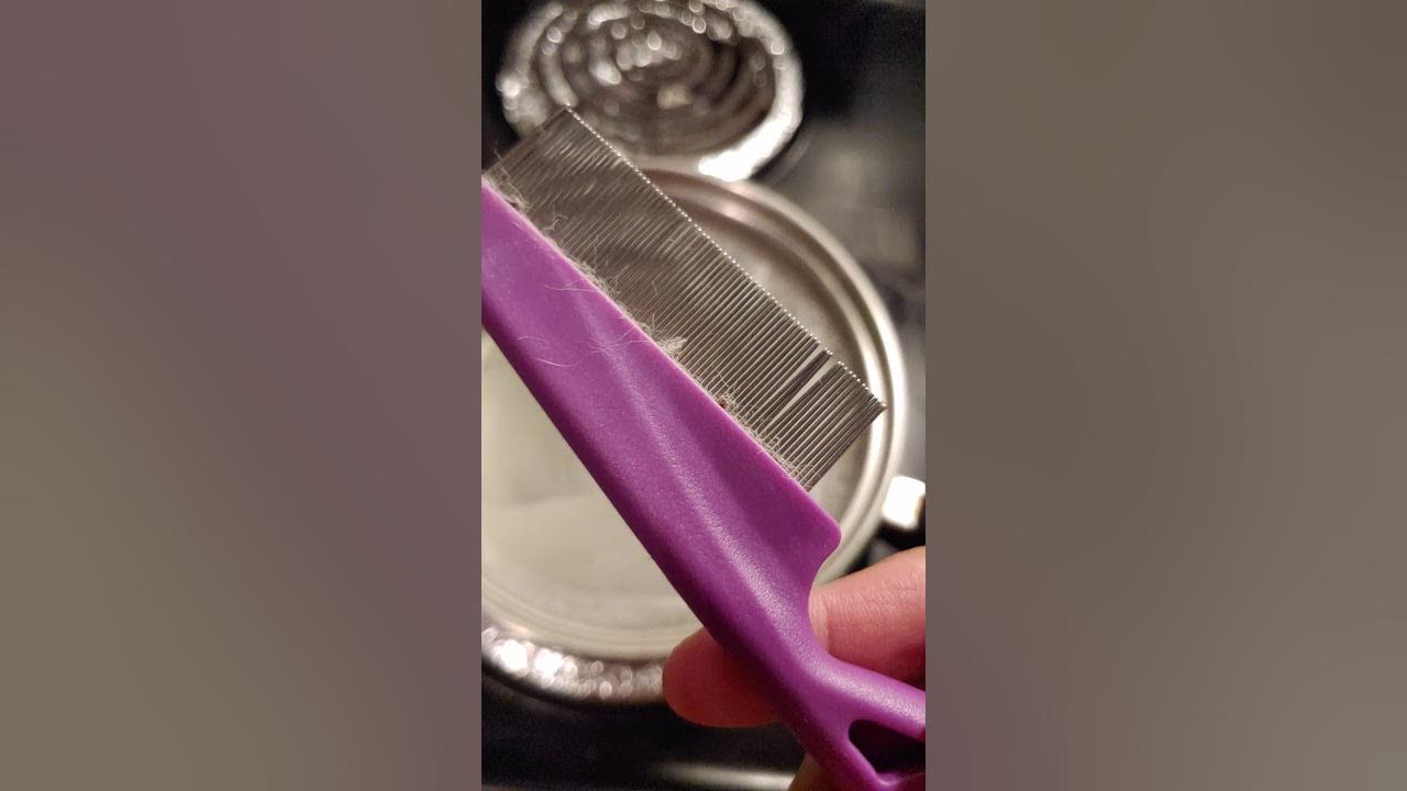 Killing fleas with boiling water YouTube