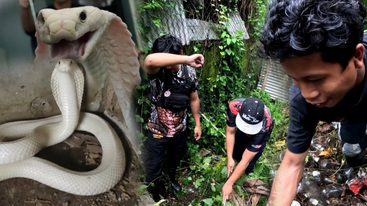 MAPUTI PUTING COBRA ANG NADALI NG CRISTURKZ #cobraprince 