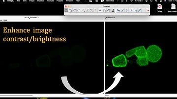 How to enhance fluorescence intensity in imageJ | Confocal images not showing fluorescence in imageJ