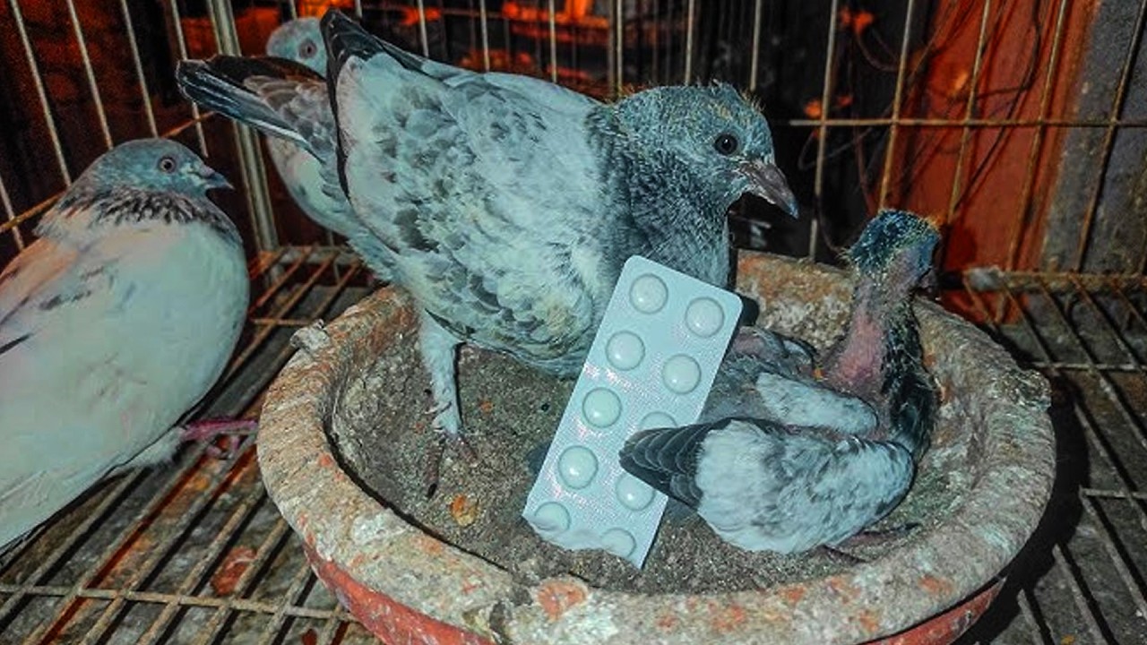 ছোট কবুতর বৃদ্ধি করার উপায় || Barishal Voice || Kalam Khan 's New Video about Pigeons