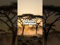 Rivers of the Savannah: A Migration's Quiet Chronicle