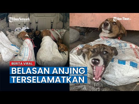 Video: Kemerosotan Cerebellar Pada Anjing - Penyakit Otak Anjing