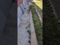 Más acequia