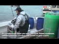 Ammattina kalastus - Fishing for a living (Rannikkokalastaja verkoilla)