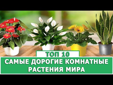 цветы как идеальный подарок