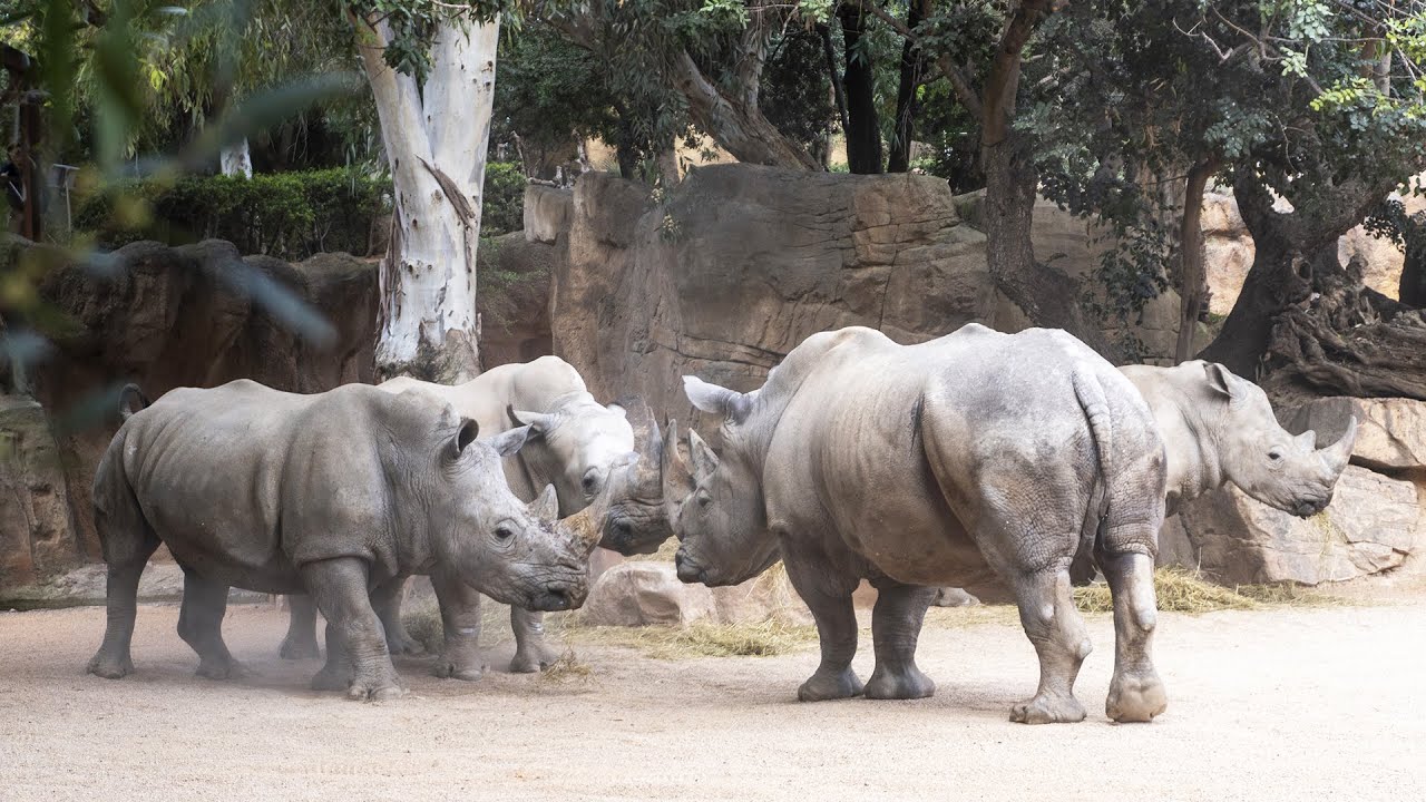 Primera unión del macho reproductor de rinoceronte blanco con 3 hembras en BIOPARC Valencia 🦏
