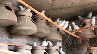 Silver Java pathay for sale in Karachi