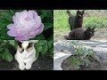 ナスとプチトマトの苗を植えました。猫達は家庭菜園の中で遊びます