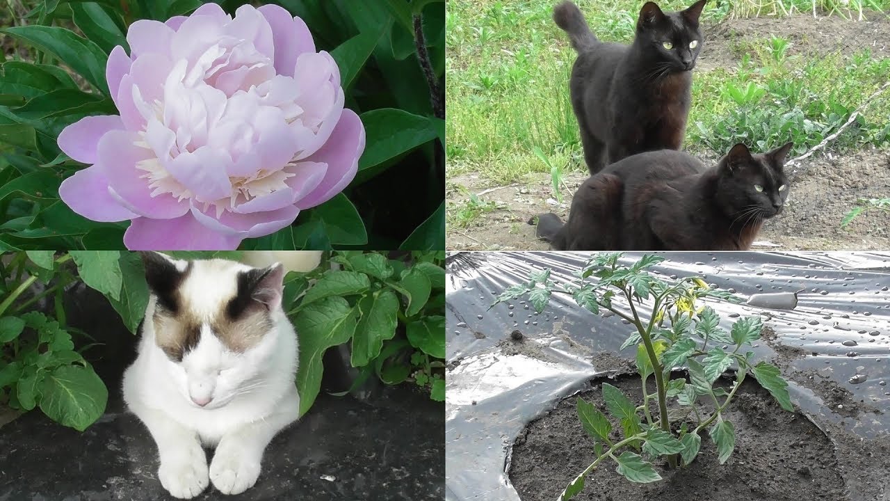 ナスとプチトマトの苗を植えました。猫達は家庭菜園の中で遊びます