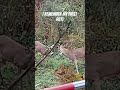 1.5 year old bucks first rut! #michigan #deer #hunting #bowhunting #outdoors