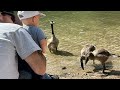 The cutest little goose family baby rhett absolutely loves them