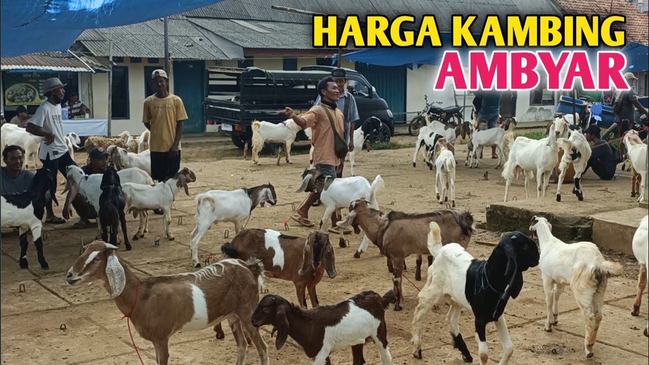 Harga Kambing Hari ini, Ramadhan Ke 8 Masih Ambyar 