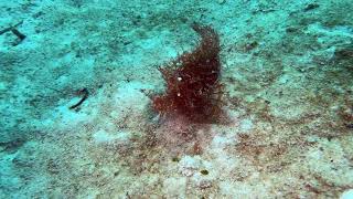 마블리조트 암본스콜피온피쉬1 ambon scorpion fish by deerfoot_Leone 22 views 1 month ago 1 minute, 17 seconds