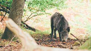 A Day in the Forest of Dean wildlife spotting with the Sony A9