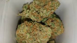 Carbondale Consume Macnanana and China Berry