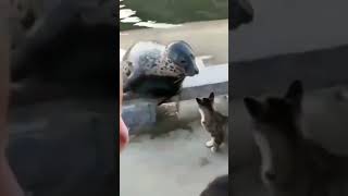 cat slap seal funny viral video #funny #shortsfeed