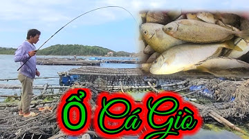 vuongfishing86  / Dùng mồi bột hốt trọn ổ cá giò bè phú dương