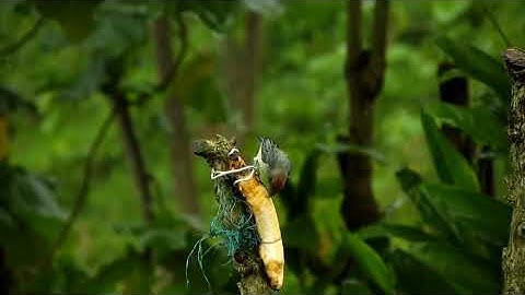 تلاوة رائعة | للشيخ محمد ايوب | سورة الغاشية