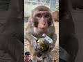 #chhotaalivlogs