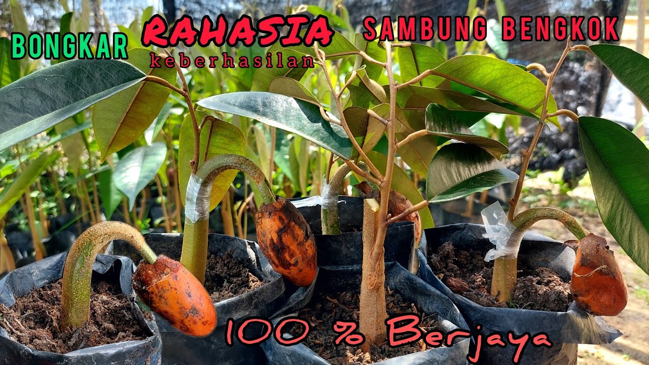 BONGKAR RAHASIA,,!! TekNik SamBung BeNgkok KN, Dengan PakarnYa.