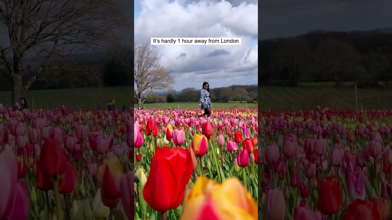 Must visit Tulip field near London 🌷 It consists of almost 1.5 millions tulips