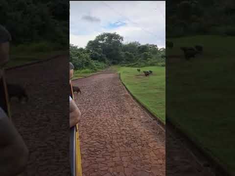 Turista flagra onça-parda capturando filhote de capivana.