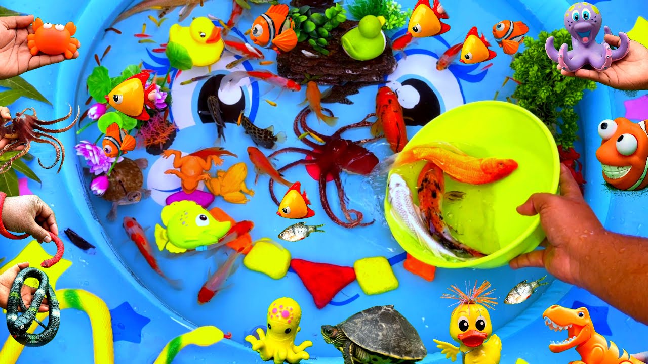 Little Fish Pool, Fish Tank, Duck, Fish Toys, Turtle Snake, Octopus