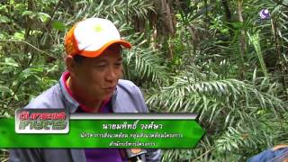 รายการคนไทยหัวใจเกษตร 24 สิงหาคม 2559 B2