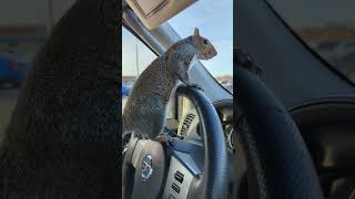 Peanut Squirrel (special moments)