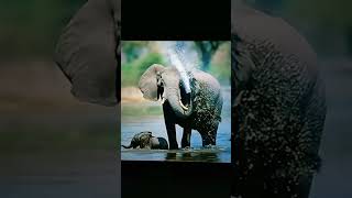 African Pygmy Elephant Trumpet