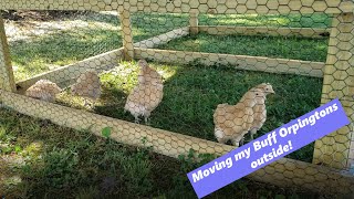 Moving My Buff Orpington Chicks Outside!