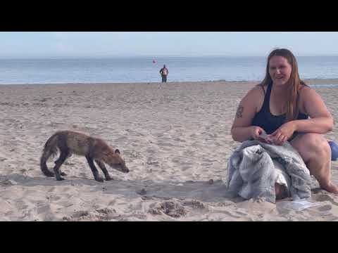 Fox on Victoria Beach Cobourg June 7, 2021