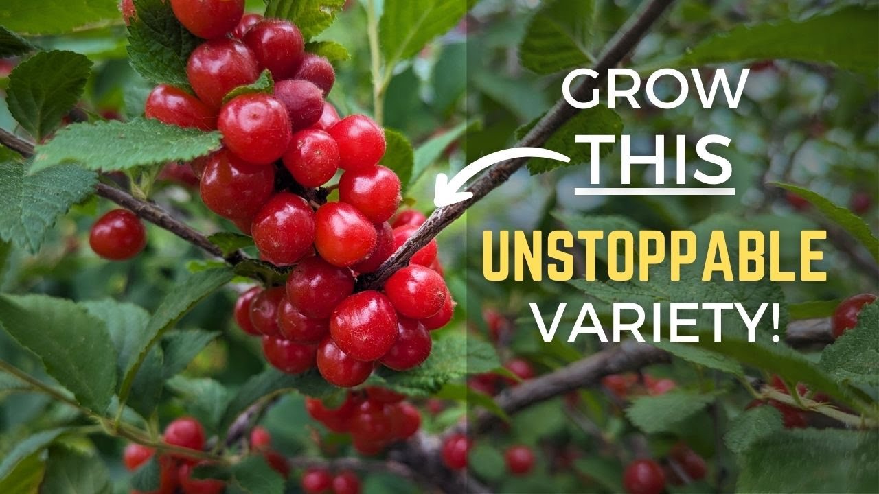 THOUSANDS of Cherries On a Bush! | A TOUGH & Productive Variety You May Not Have Heard Of