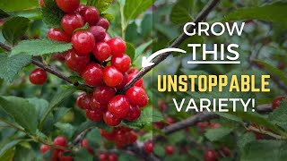 Thousands Of Cherries On A Bush A Tough & Productive Variety You May Not Have Heard Of
