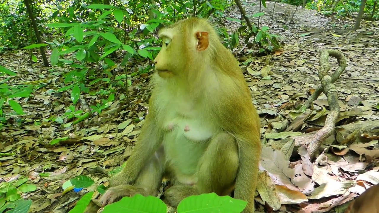 Beautiful lady money Rose nearly giving birth soon that everyone like