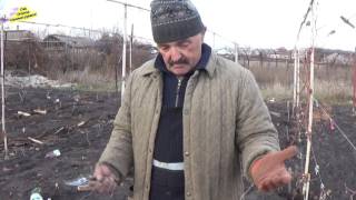 видео Укрытие винограда на зиму