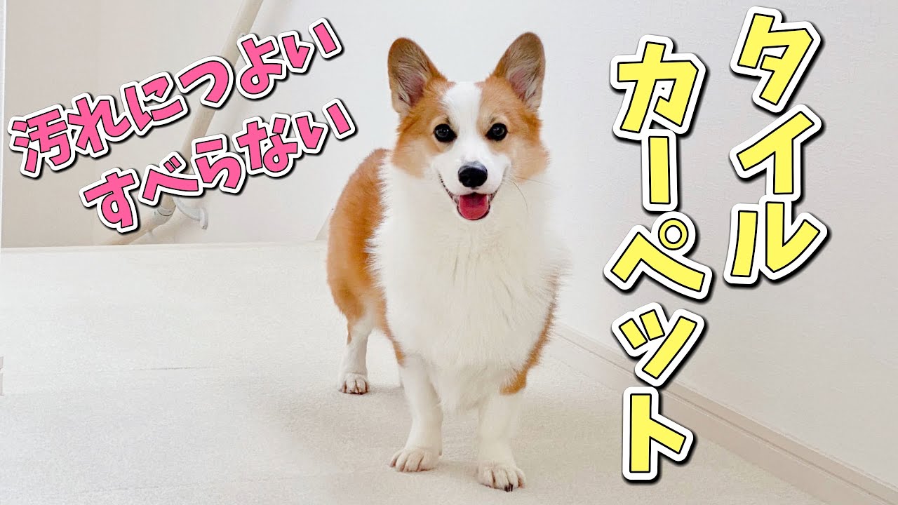 愛するコーギーのためにタイルカーペットを敷きました