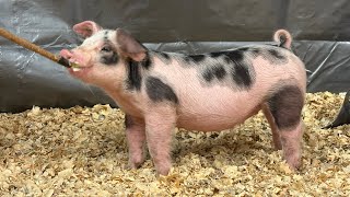 2023 spot gilt 6-4