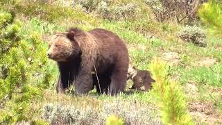 Mama Grizzly Bear and her 3 cubs. Yellowstone National Park. Photographers, crowds and traffic jams