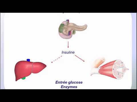 Vidéo: De quelle manière le glycogène est-il dégradé par les enzymes ?