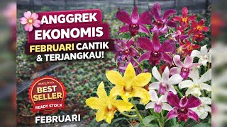 ECONOMICAL ORCHIDS - Their Beauty Makes Your Heart Happy, Their Prices Make Your Wallet Happy!