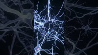 🧠 Journey Into The Human Brain's Neural Networks #humananatomy