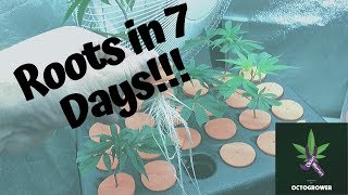 Turbo klone Roots in 7 Days! (Turbo Klone and Octopot) By Octogrower