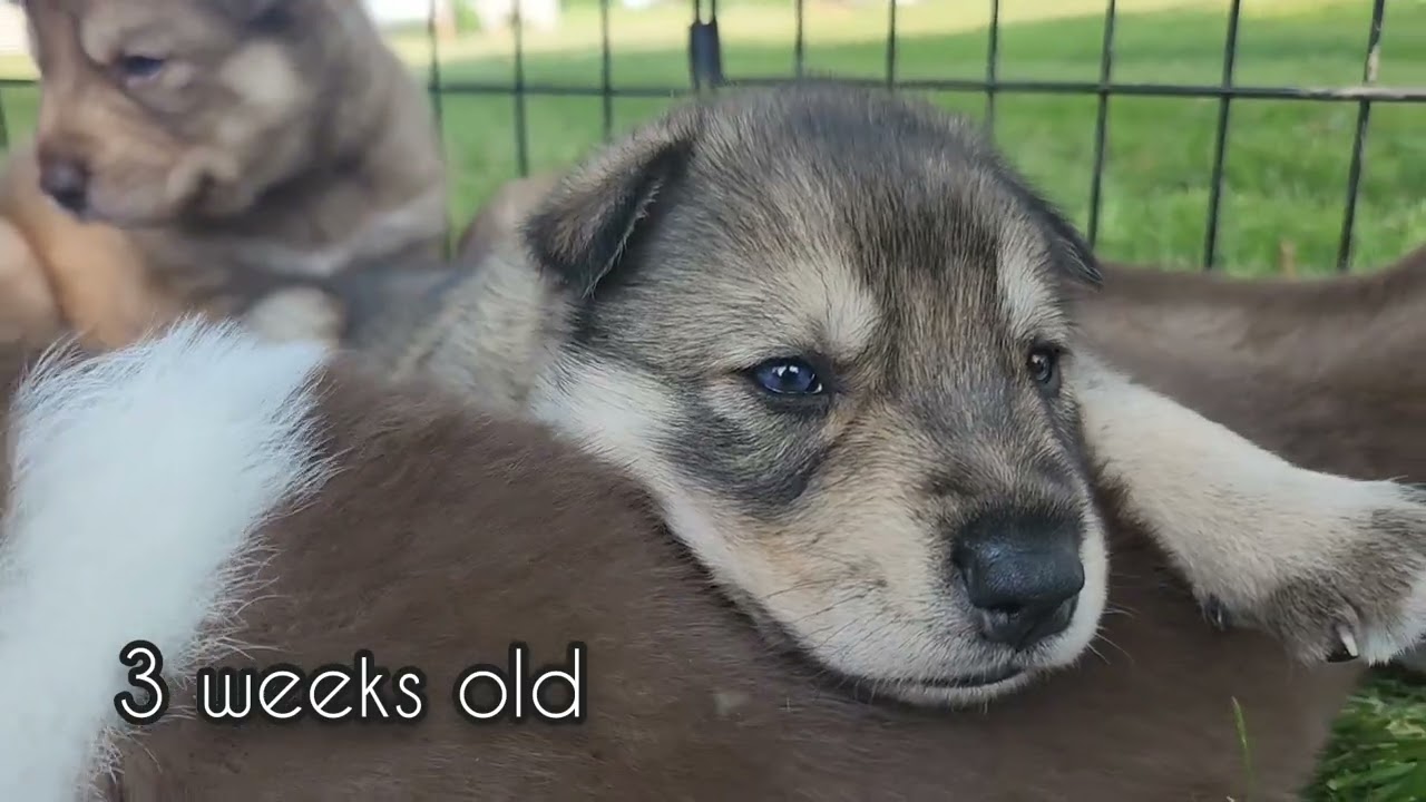 Gerberian Shepsky Puppies: Watch Them Grow from Day One to Week Seven