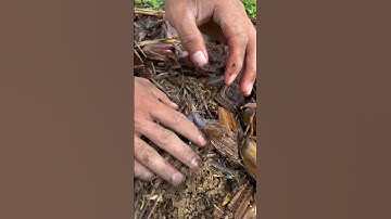 Nông nghiệp p2 : chuối cải tạo đất,kinh tế #bophoveque #baoloc #chuối