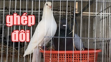 Ghép cặp cho chim bồ câu thả vườn sinh sản - pairing for pigeons