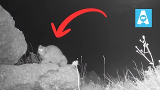 Wild Pallas’s Cat Captured on Night Camera Trap