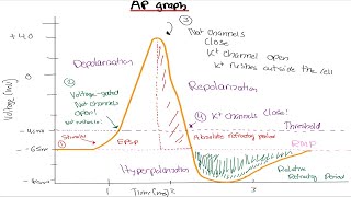 Physiology: Action Potential Graph (Made Simple)